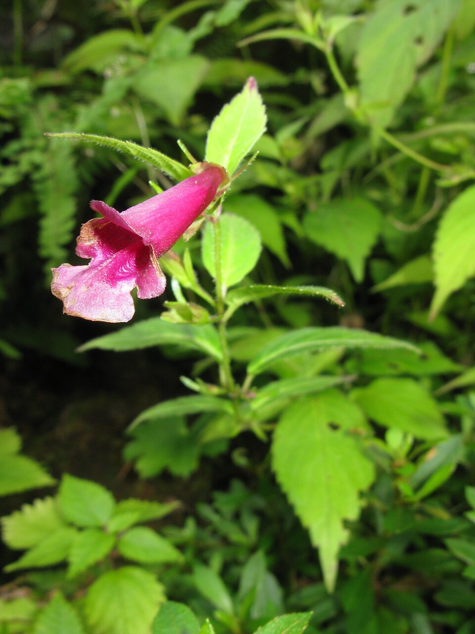 Chelonopsis yagiharana (Yagihara Chelonopsis) (alternate view 2)