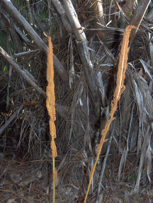 Osmundastrum cinnamomeum (Cinnamon Fern) (alternate view 9)
