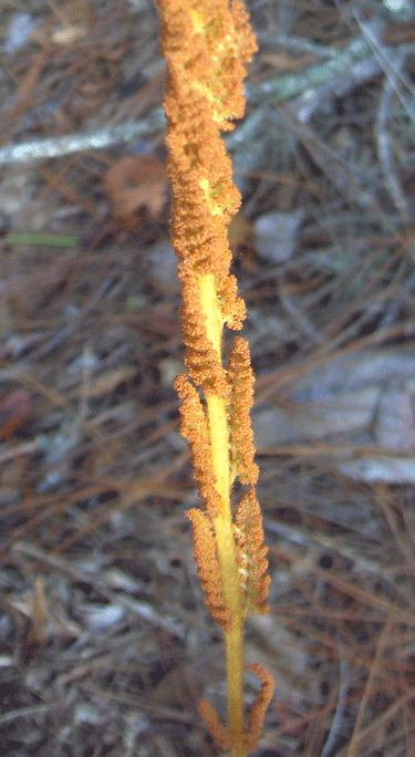 Osmundastrum cinnamomeum (Cinnamon Fern) (alternate view 10)