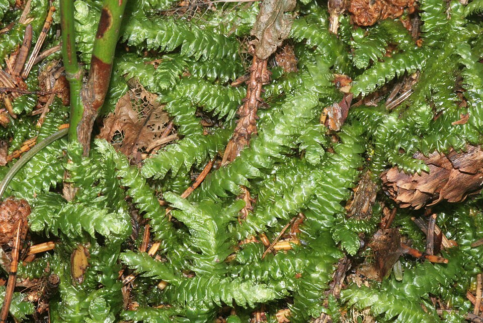 Plagiothecium undulatum (Waved Silk-moss)
