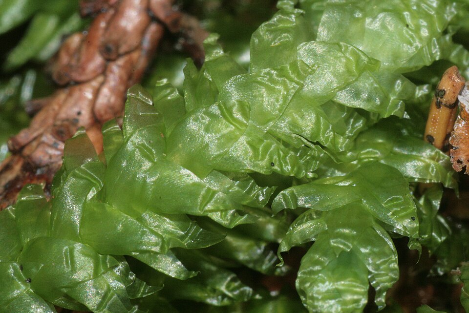 Plagiothecium undulatum (Waved Silk-moss)
