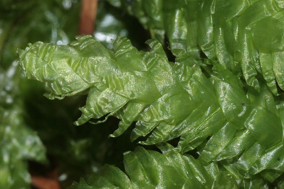 Plagiothecium undulatum (Waved Silk-moss)