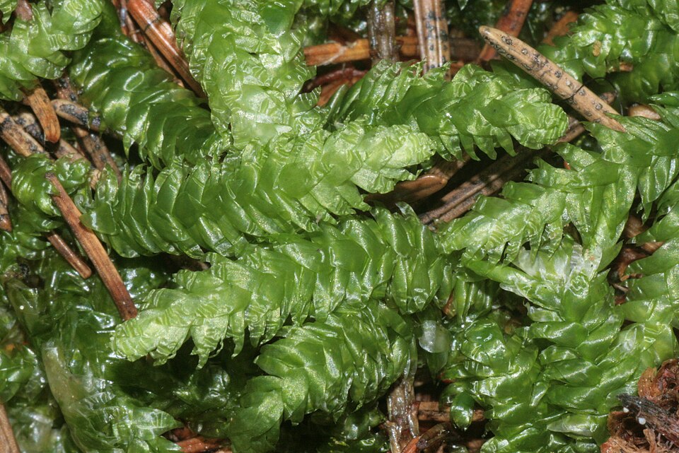 Plagiothecium undulatum (Waved Silk-moss)