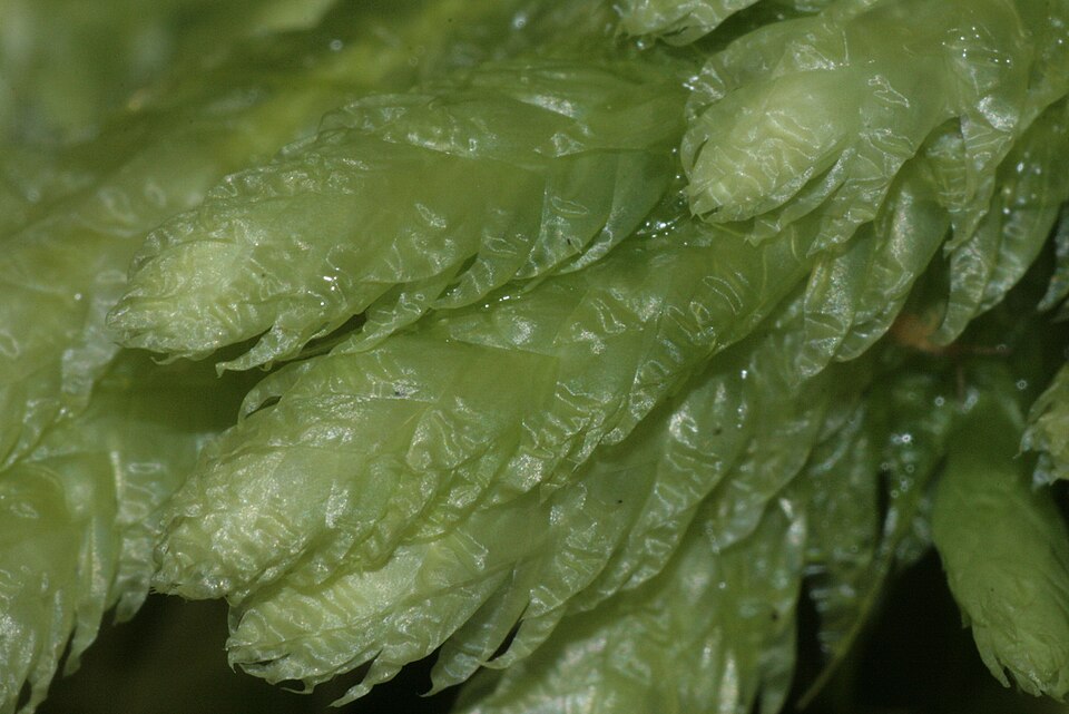 Plagiothecium undulatum (Waved Silk-moss)