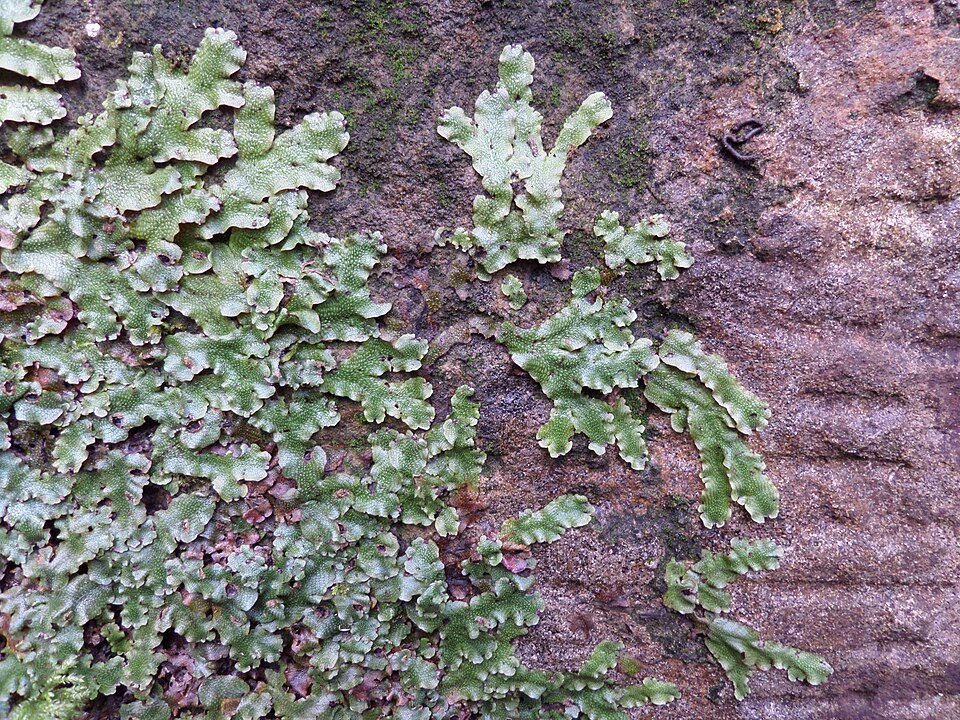 Conocephalum salebrosum (Snakewort) (alternate view 6)