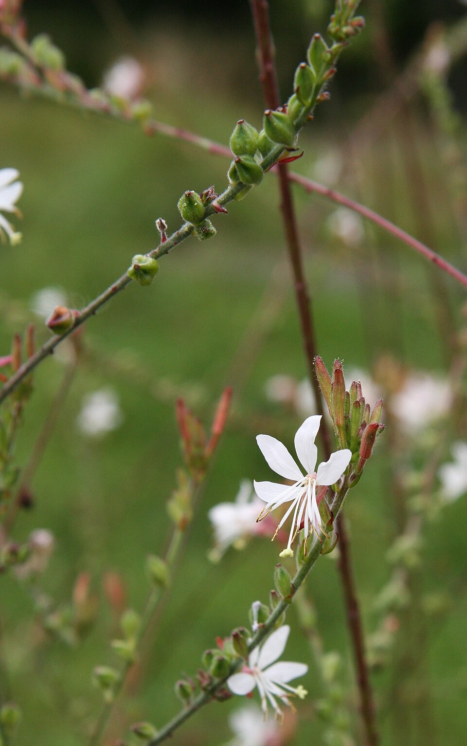 Oenothera gaura (biennial beeblossom) (alternate view 8)