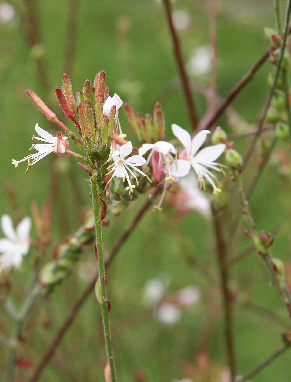 Oenothera gaura (biennial beeblossom) (alternate view 9)