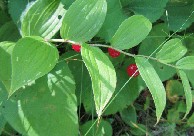 Streptopus amplexifolius (white twisted-stalk) (alternate view 10)