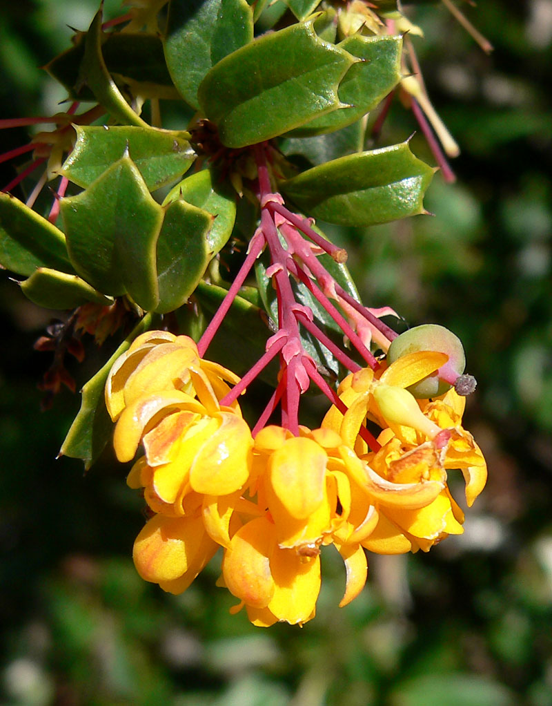 Berberis darwinii (Darwin's barberry) (alternate view 7)