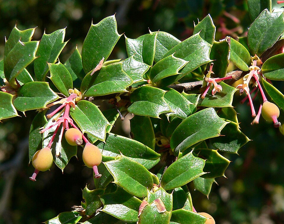 Berberis darwinii (Darwin's barberry) (alternate view 8)