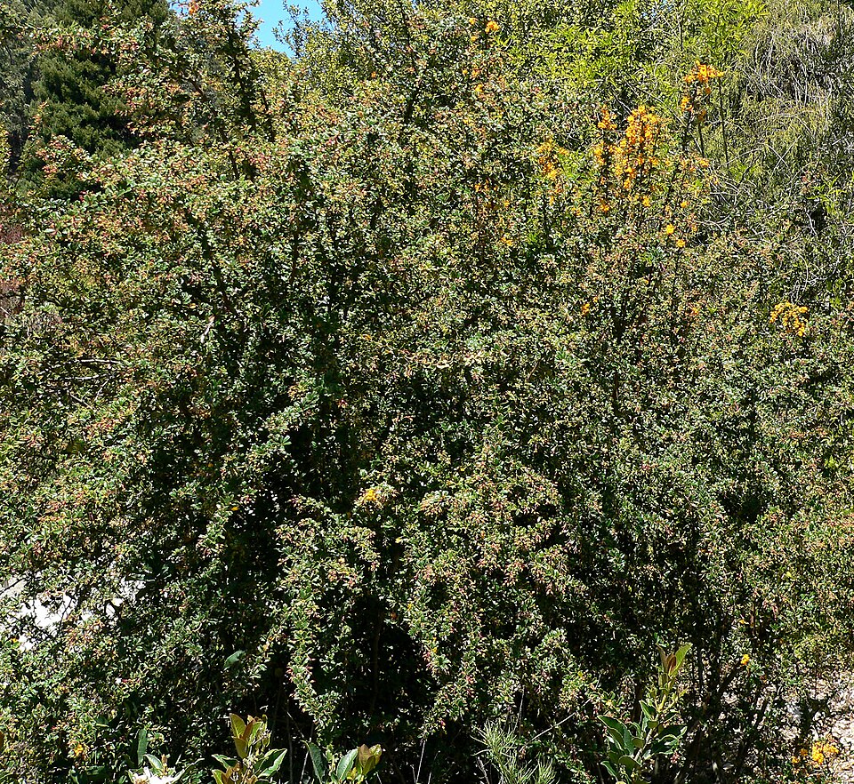 Berberis darwinii (Darwin's barberry) (alternate view 9)