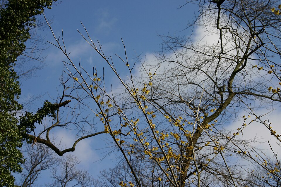 Hamamelis × intermedia 'Arnold Promise' (Arnold Promise Witch Hazel)