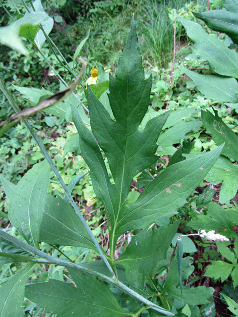 Rudbeckia laciniata (cutleaf coneflower)