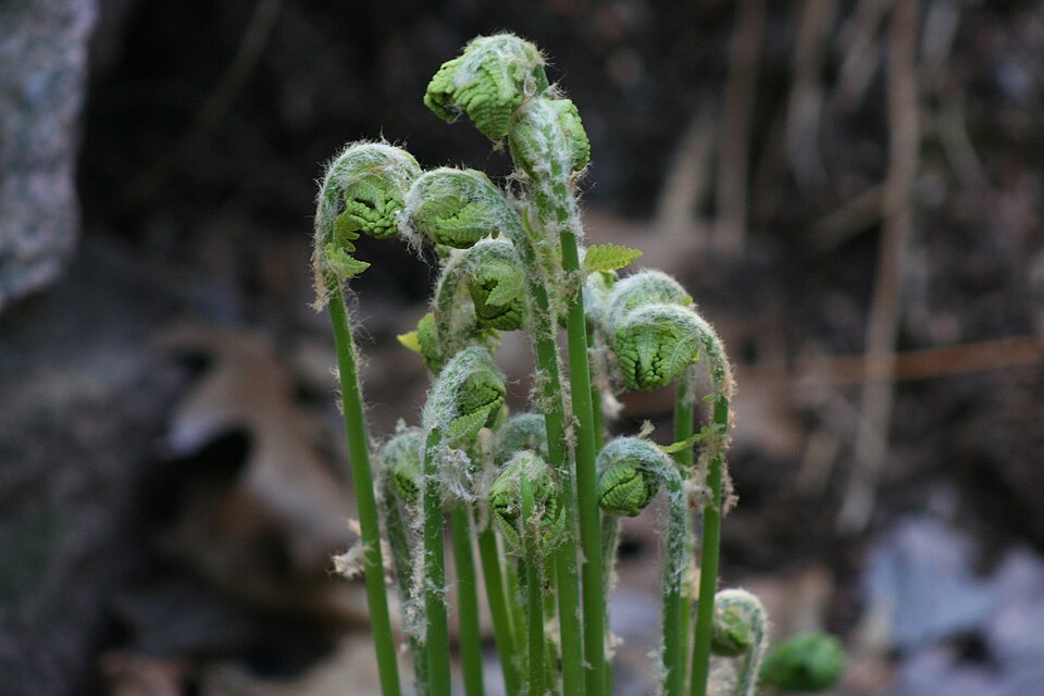 Osmunda claytoniana (interrupted fern)