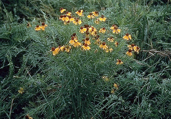 Helenium amarum (Bitterweed) (alternate view 2)