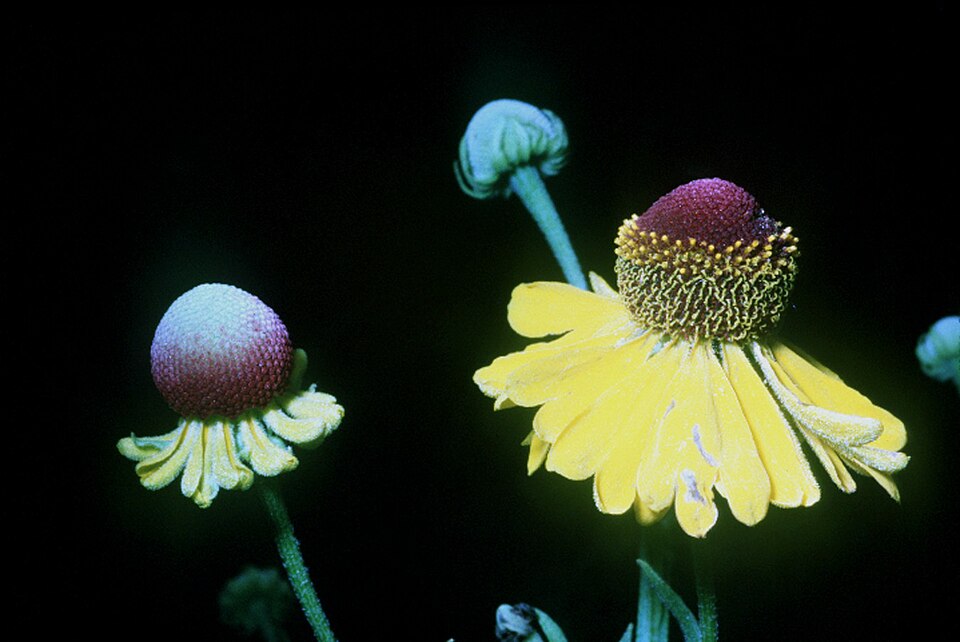 Helenium flexuosum (Southern Sneezeweed) (alternate view 6)