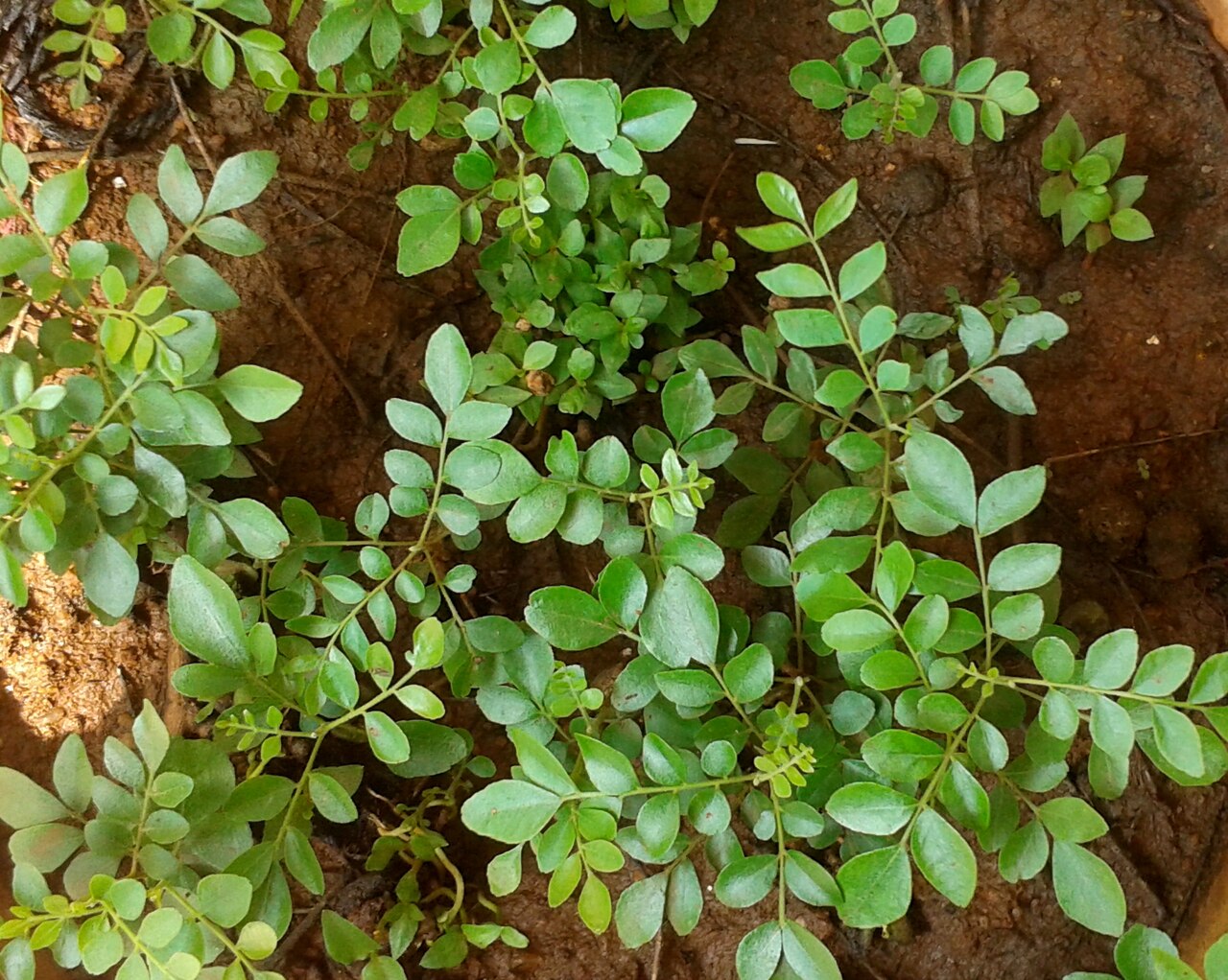 Murraya koenigii, Curry leaf tree — upright semi-evergreen (Rutaceae) (image 9 of 9)