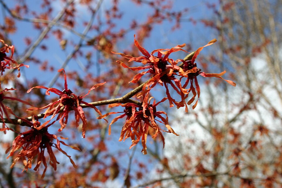 Hamamelis × intermedia 'Diane' (Diane Witch Hazel) (alternate view 3)