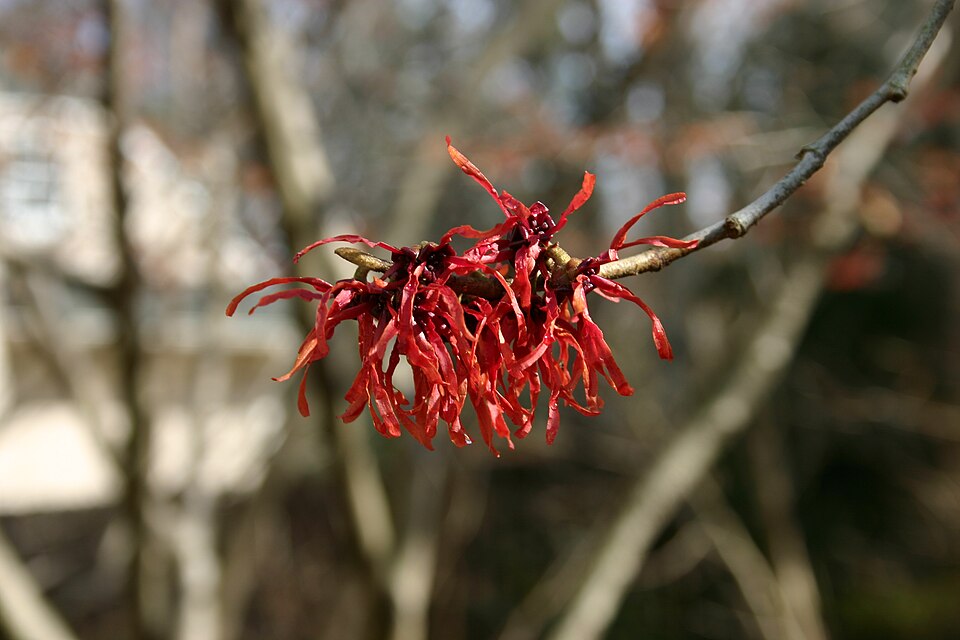 Hamamelis × intermedia 'Diane' (Diane Witch Hazel) (alternate view 4)