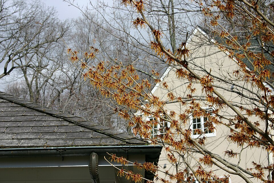 Hamamelis × intermedia 'Jelena' (Jelena Witch Hazel)