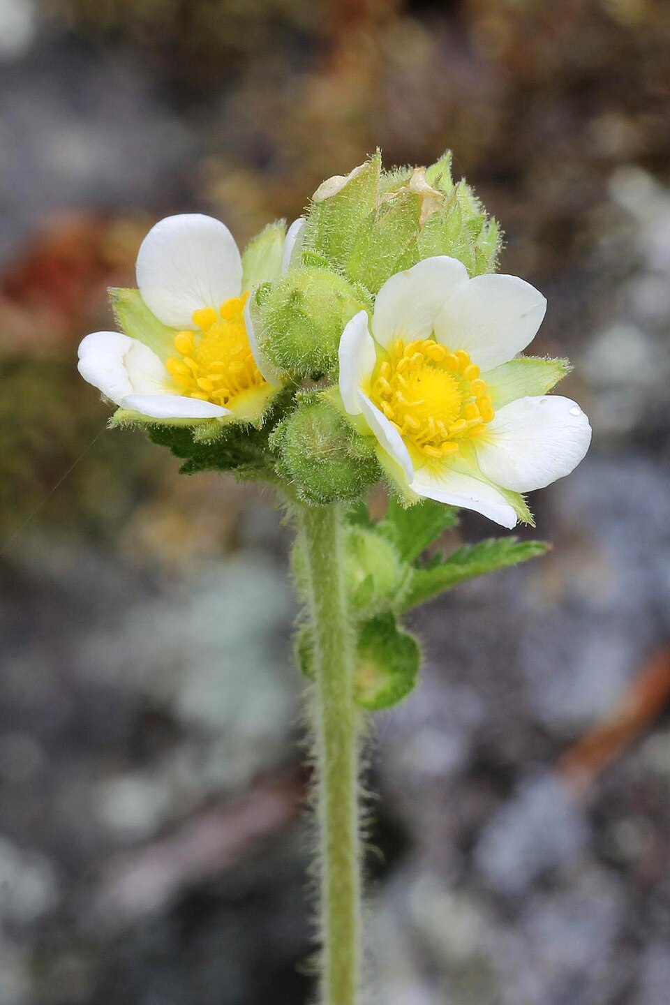 Drymocallis arguta (Tall Cinquefoil) (alternate view 8)