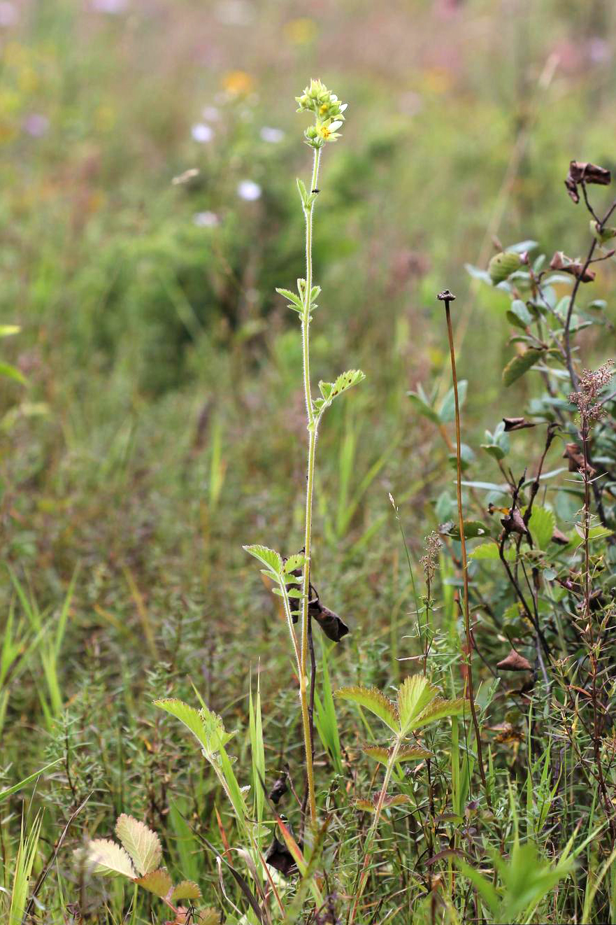 Drymocallis arguta (Tall Cinquefoil) (alternate view 9)