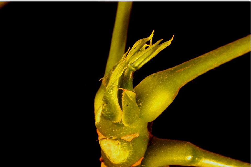 Pachira aquatica (Money Tree) (alternate view 7)