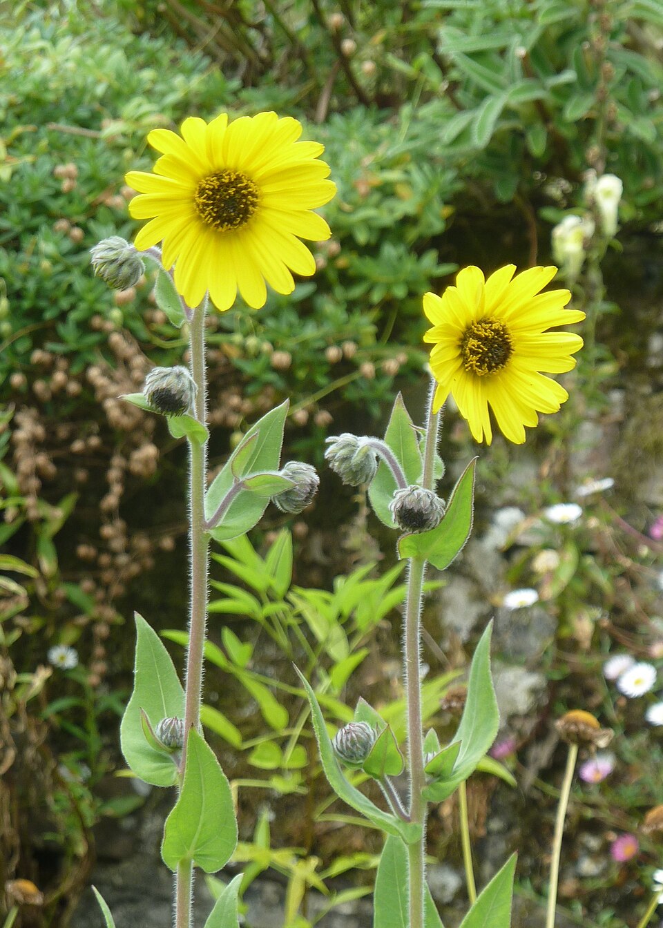 Helianthus mollis (ashy sunflower) (alternate view 8)