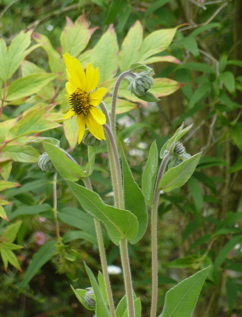 Helianthus mollis (ashy sunflower) (alternate view 9)