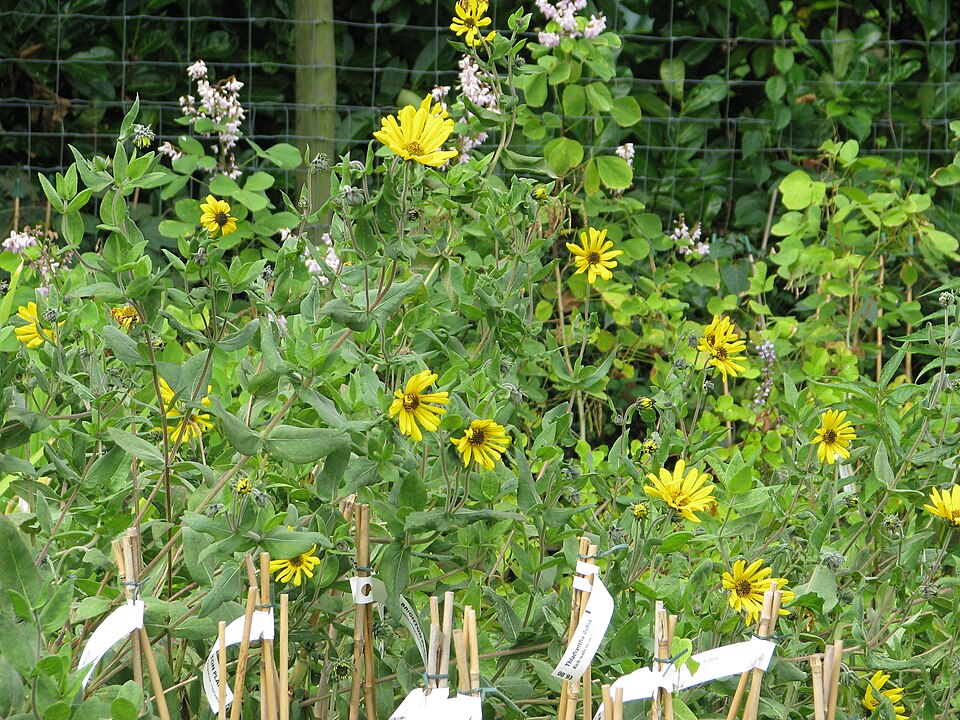 Helianthus mollis (ashy sunflower) (alternate view 10)