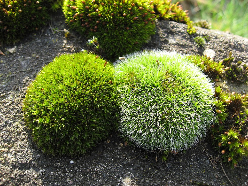 Schistidium