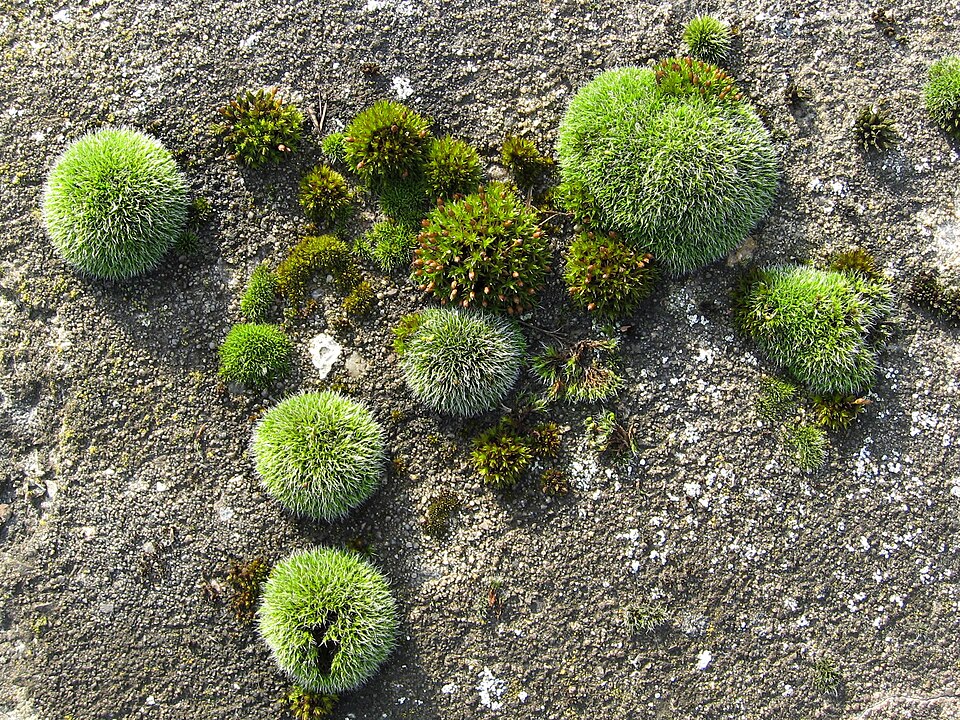 Schistidium (alternate view 2)