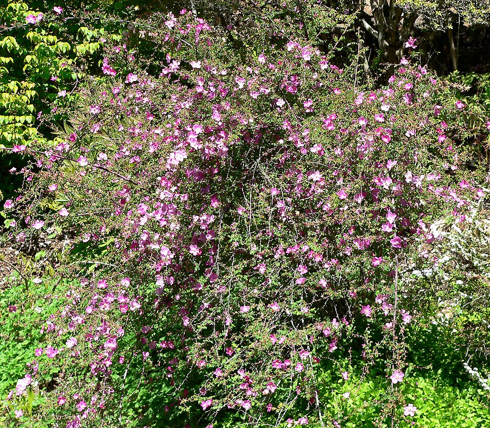Rosa willmottiae