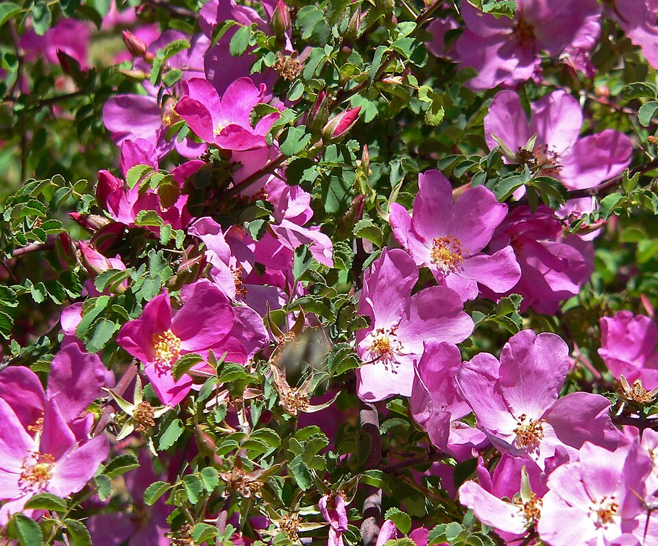 Rosa willmottiae (alternate view 2)