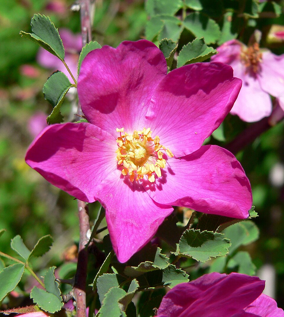 Rosa willmottiae (alternate view 3)