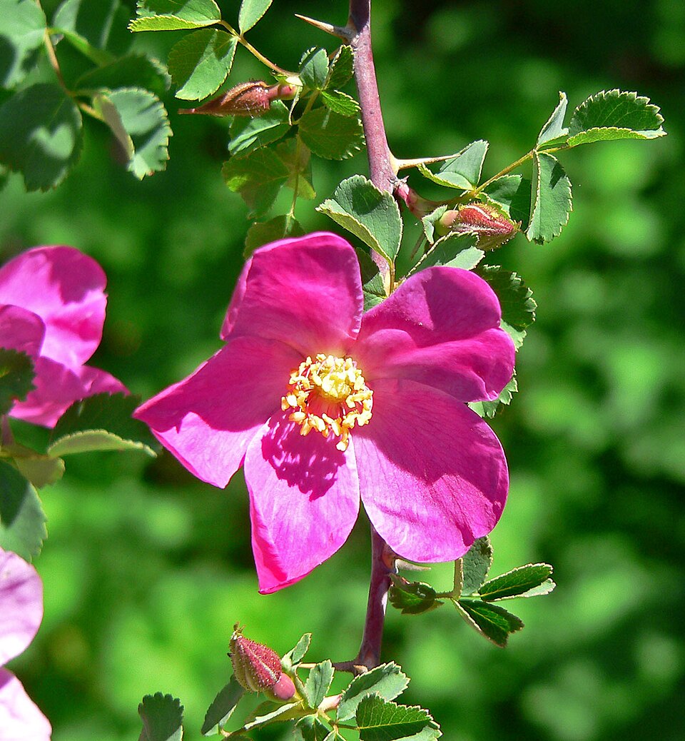 Rosa willmottiae (alternate view 4)