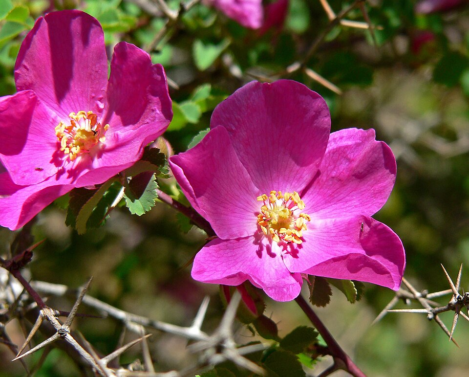 Rosa willmottiae (alternate view 5)