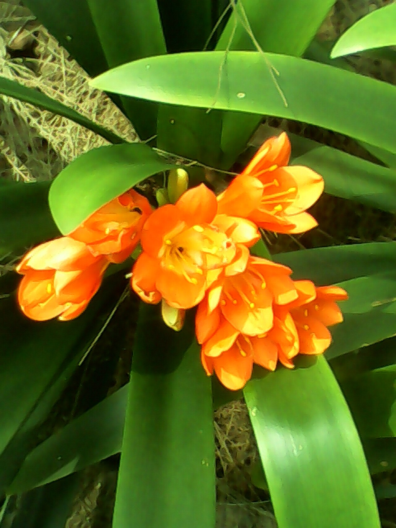 Clivia miniata, Clivia — clumping evergreen (Amaryllidaceae) (image 3 of 10)