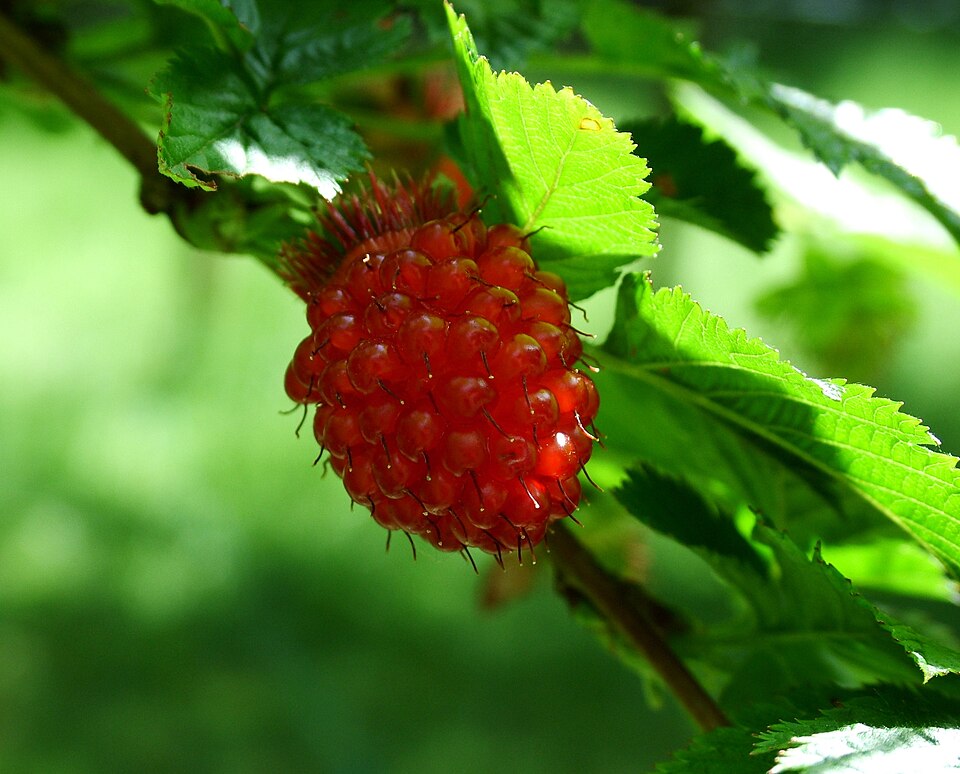 Rubus spectabilis (salmonberry) (alternate view 10)