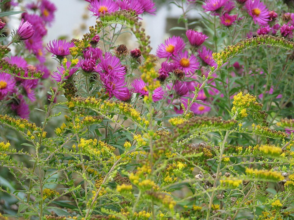 Solidago rugosa 'Fireworks' (Fireworks Goldenrod)