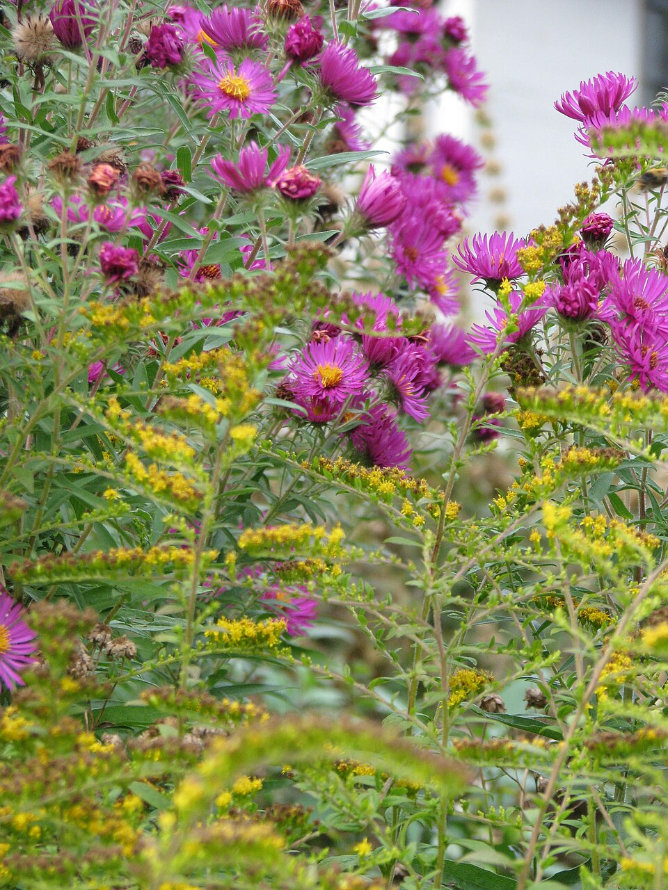 Solidago rugosa 'Fireworks' (Fireworks Goldenrod) (alternate view 2)