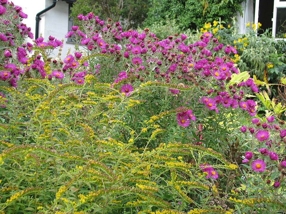 Solidago rugosa 'Fireworks' (Fireworks Goldenrod) (alternate view 3)