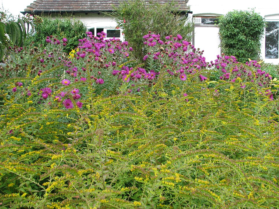 Solidago rugosa 'Fireworks' (Fireworks Goldenrod) (alternate view 4)