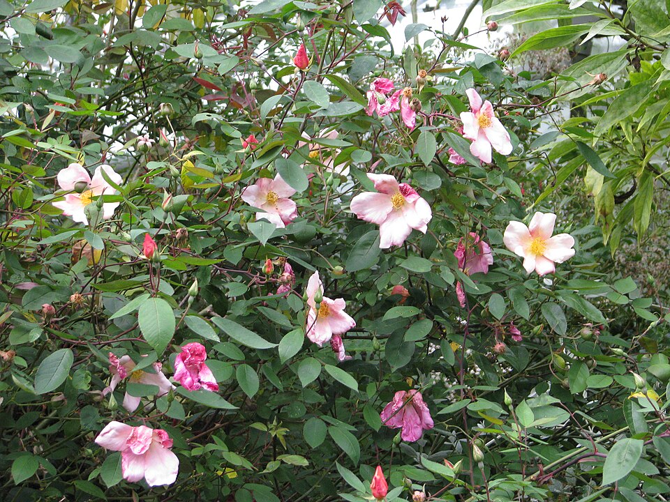 Rosa odorata 'Mutabilis' (Mutabilis Rose) (alternate view 4)