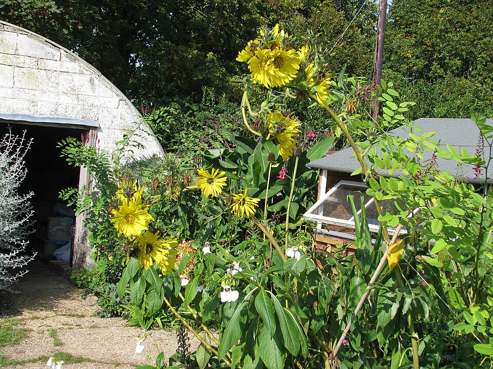 Silphium laciniatum (compass plant) (alternate view 9)