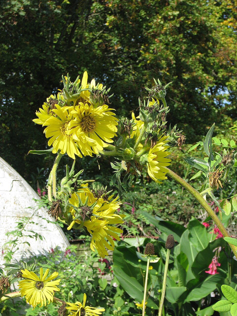 Silphium laciniatum (compass plant) (alternate view 10)
