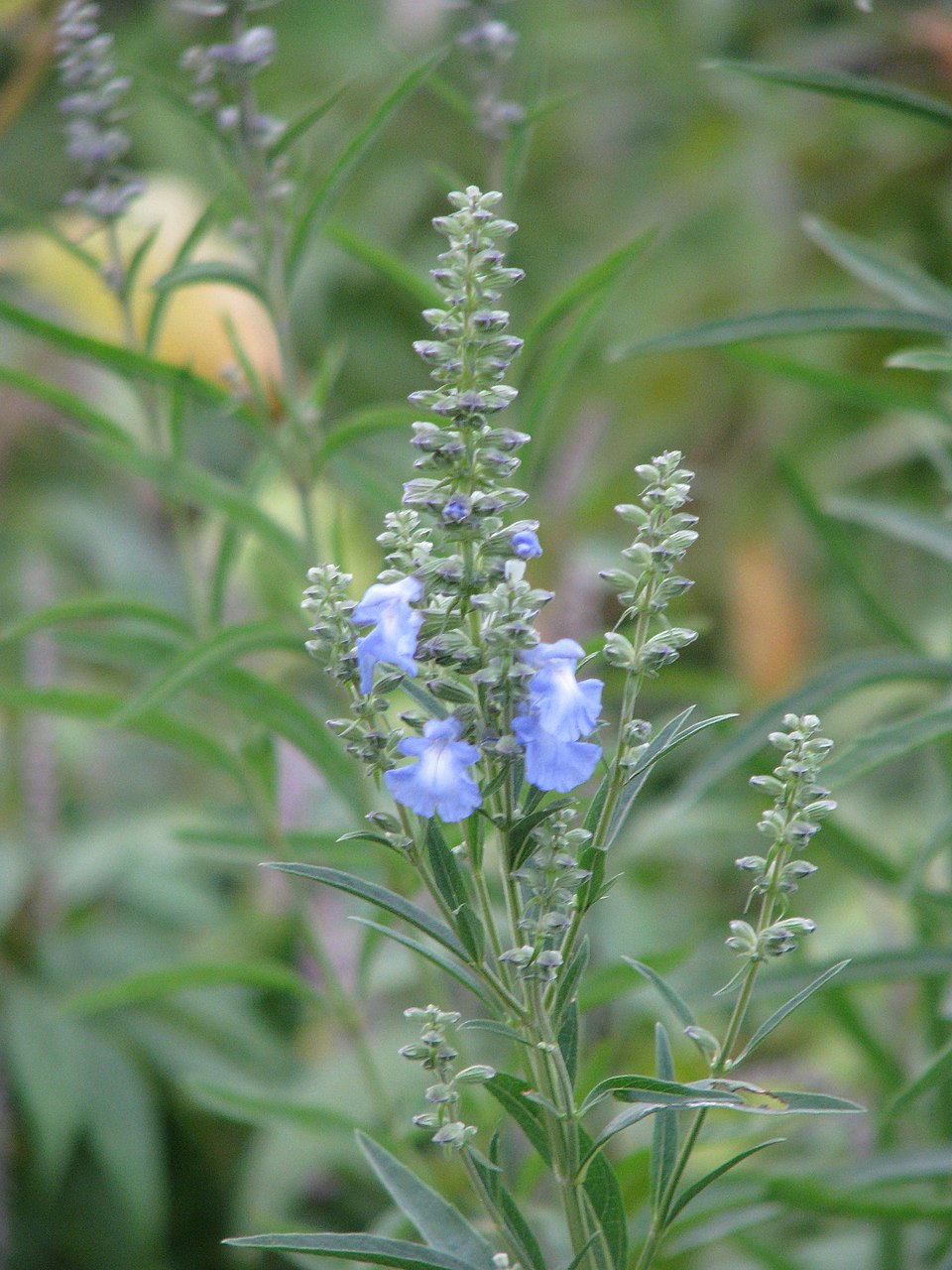 Salvia azurea (giant blue sage) (alternate view 5)