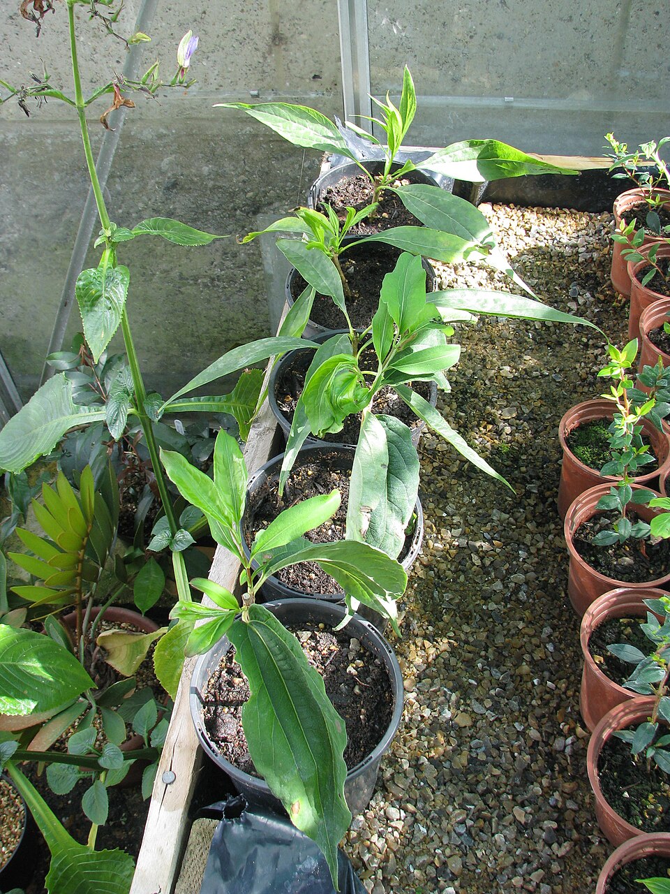 Heptacodium