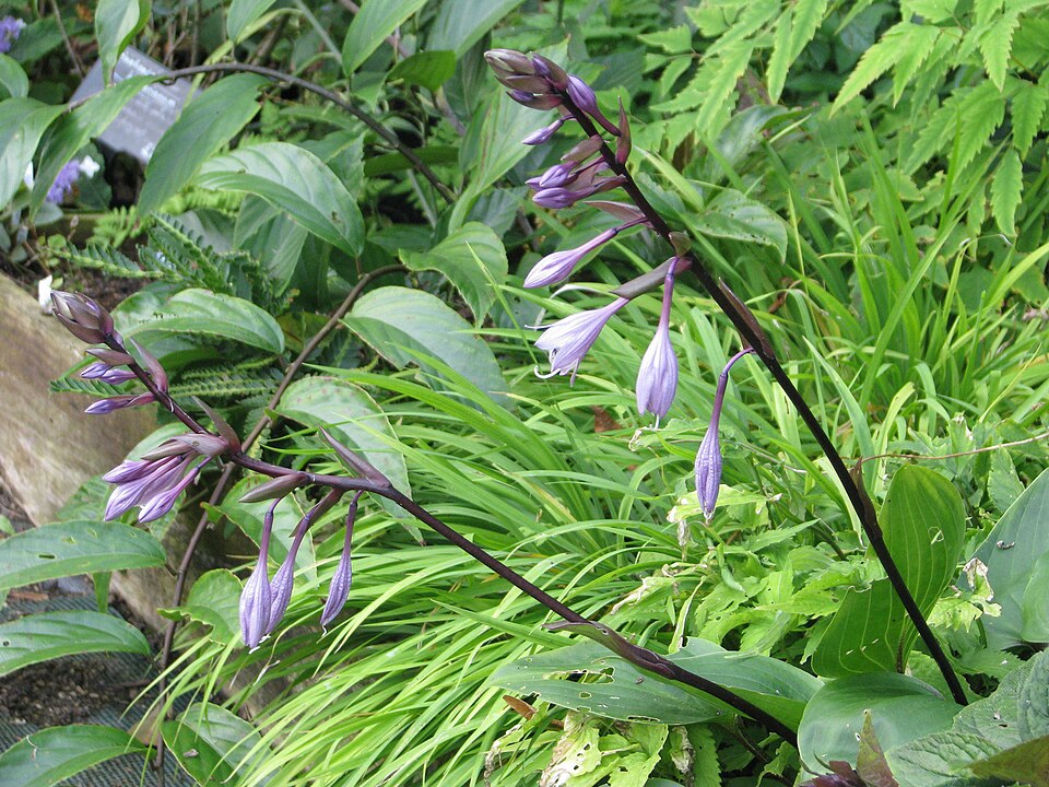 Hosta 'Purple Heart'