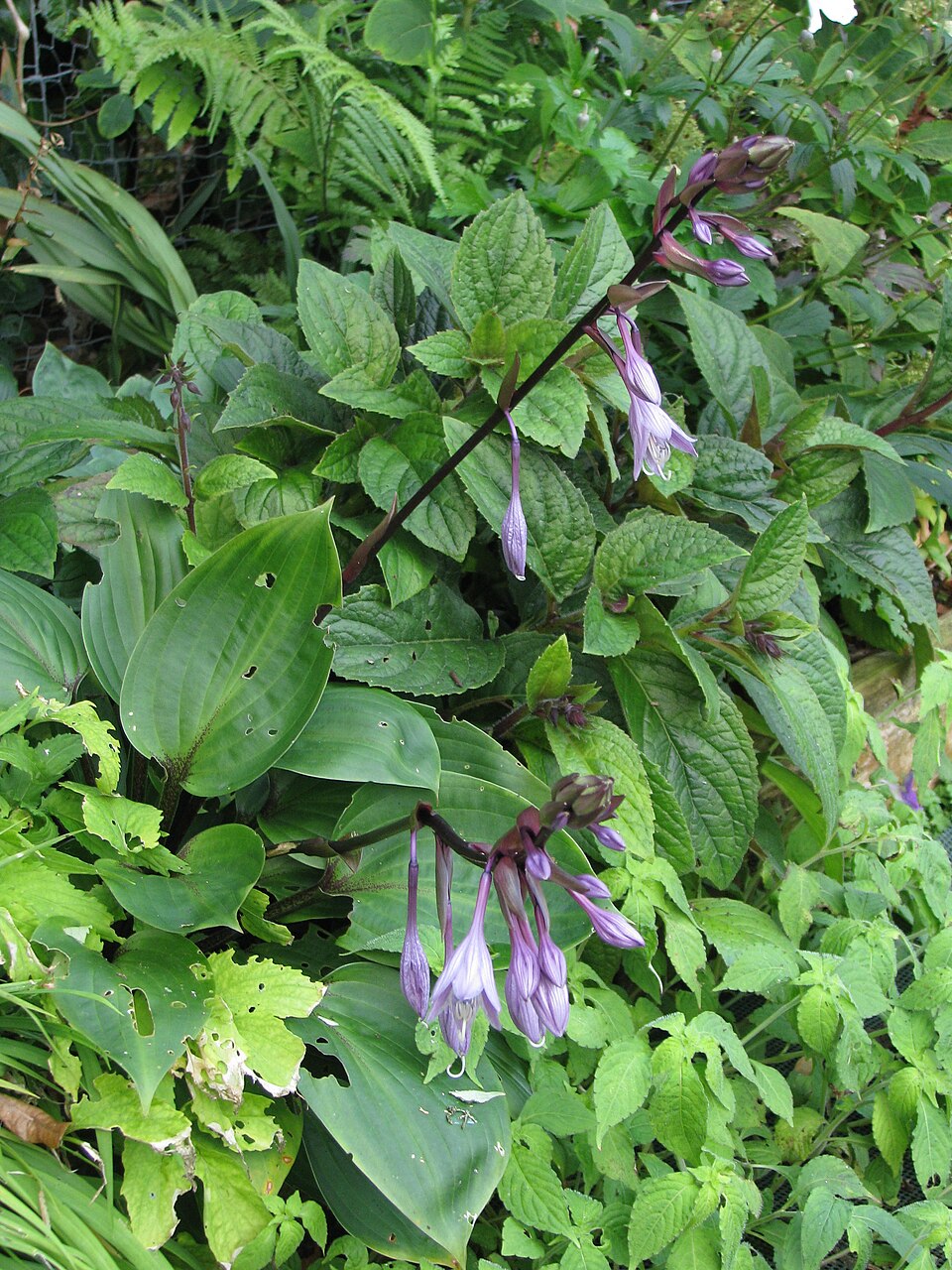 Hosta 'Purple Heart' (alternate view 2)